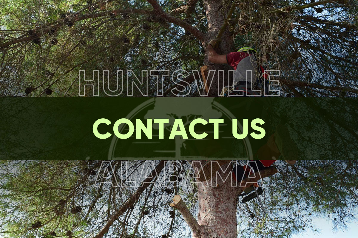 Contact Us Today for Professional Tree Services