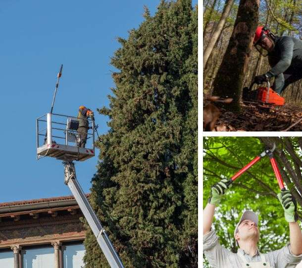 Elevate Your Property: Harnessing the Majestic Power of Trees