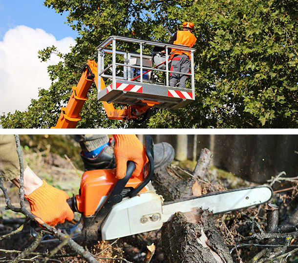 Revitalize Your Property: Professional Tree Removal in Huntsville, AL