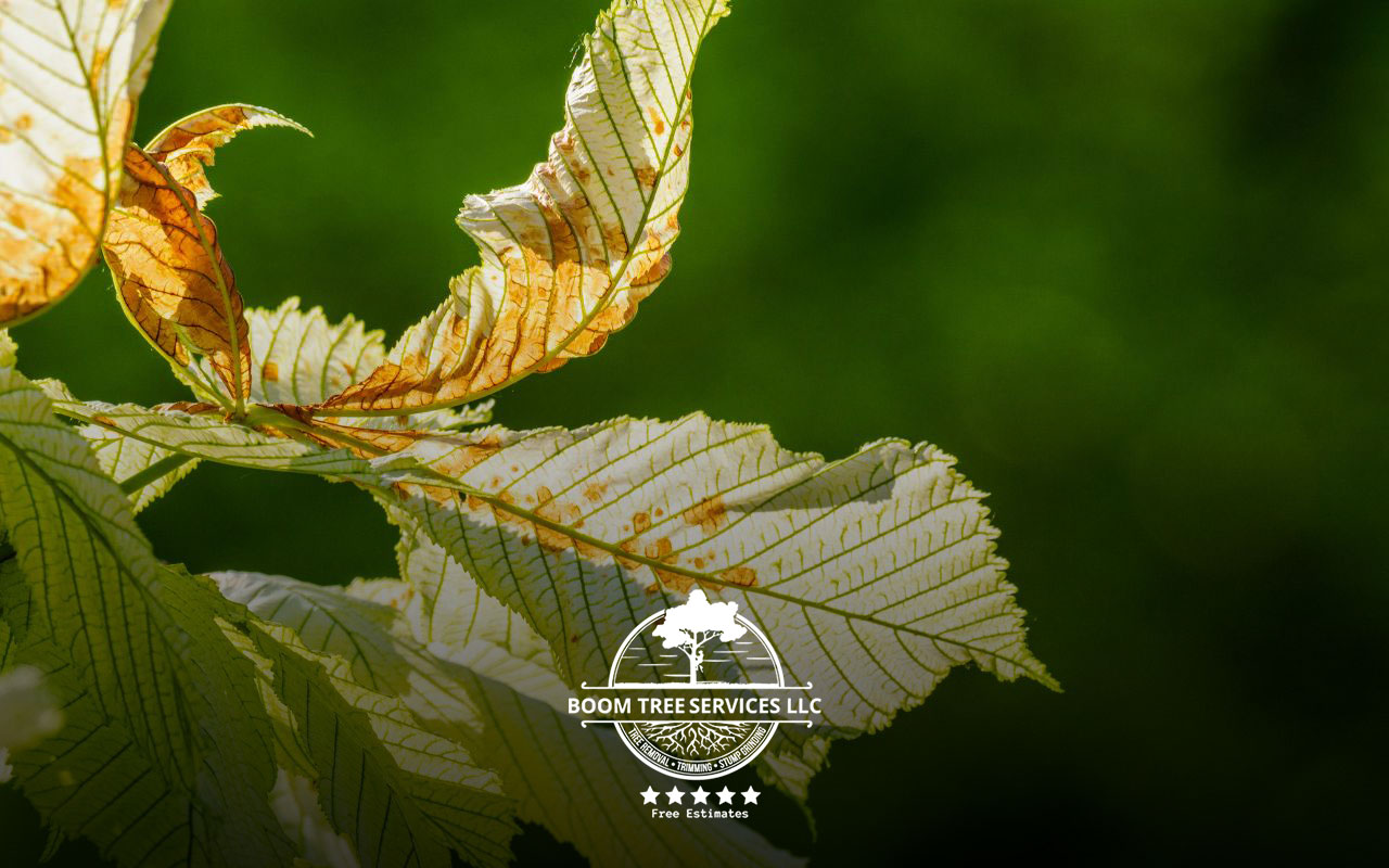 Leaves turning yellow before fall signify a stressed or dying tree.