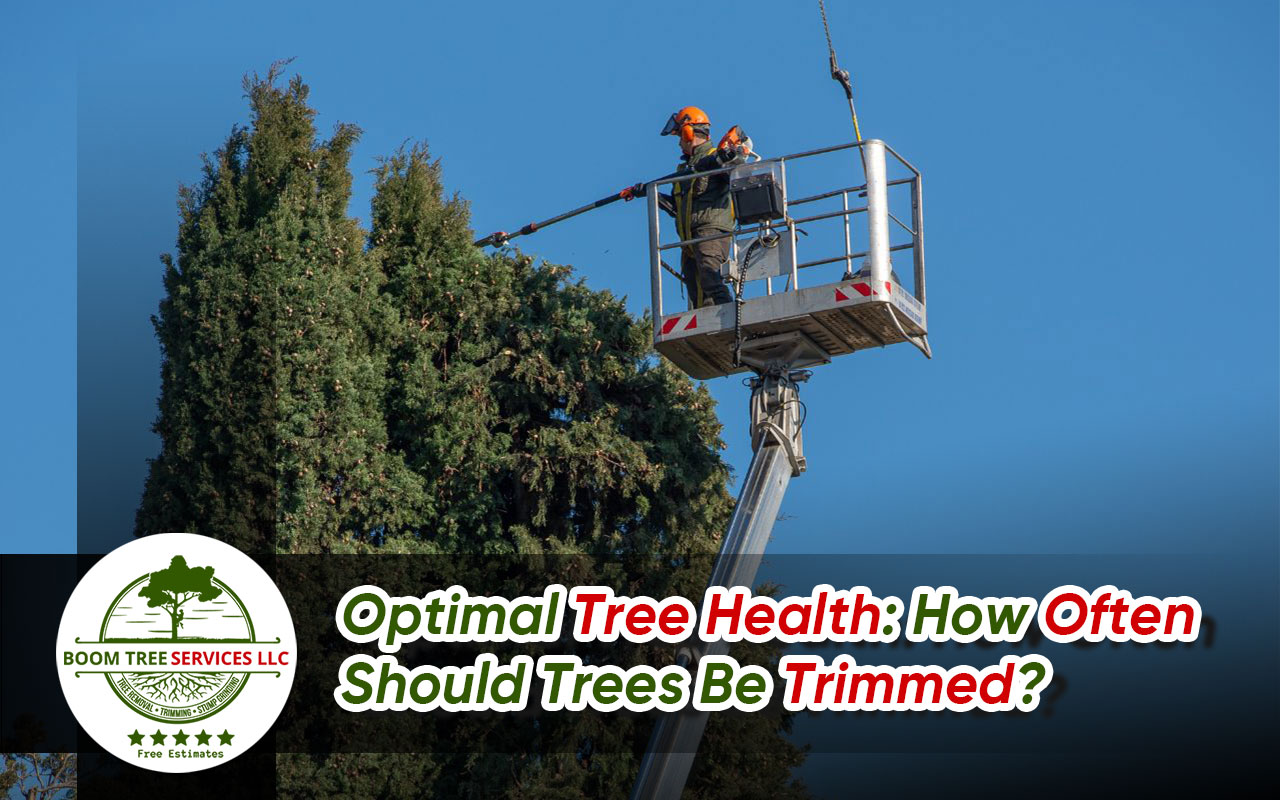 How Often Should Trees Be Trimmed?