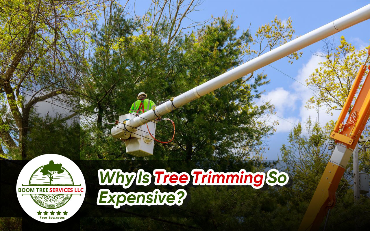 Why is Tree Trimming so Expensive