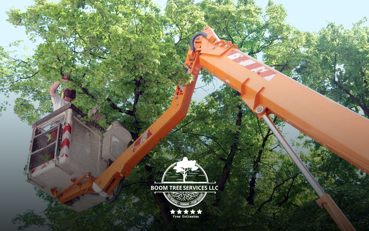 Professional tree trimming in action, enhancing tree health and aesthetics.