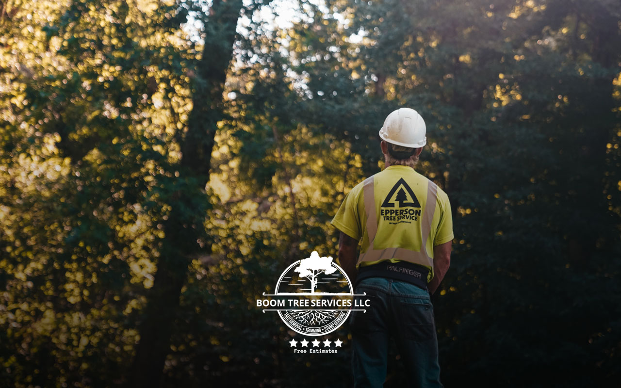 how to choose a tree service