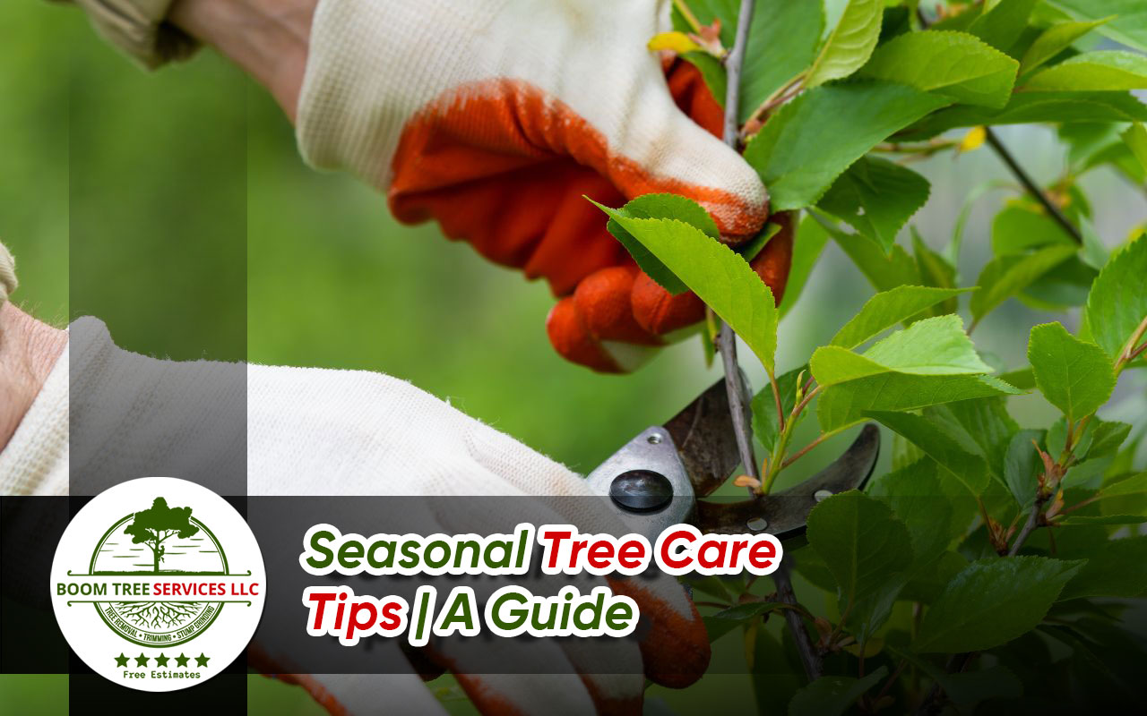 Seasonal Tree Care Tips | A Guide