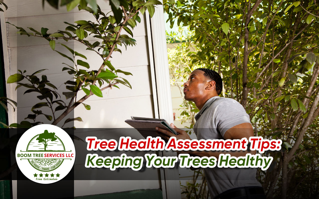 Guide to assessing tree health for a vibrant garden.