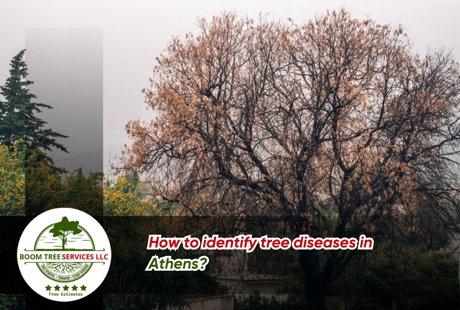 Winter symptoms of Tree Diseases in Athens on a neighborhood oak tree