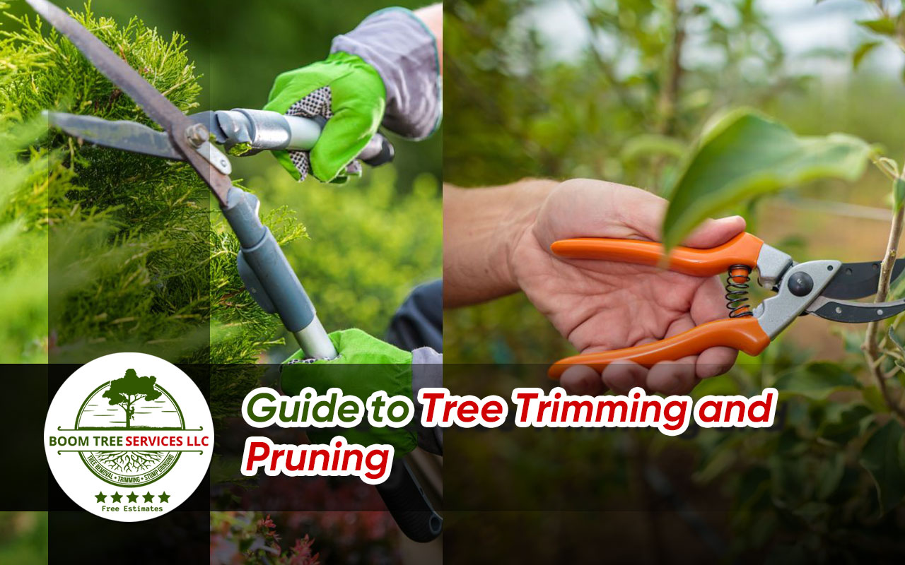 Guide to tree trimming and pruning