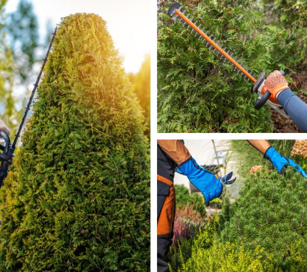 Tree Trimming Services in Huntsville