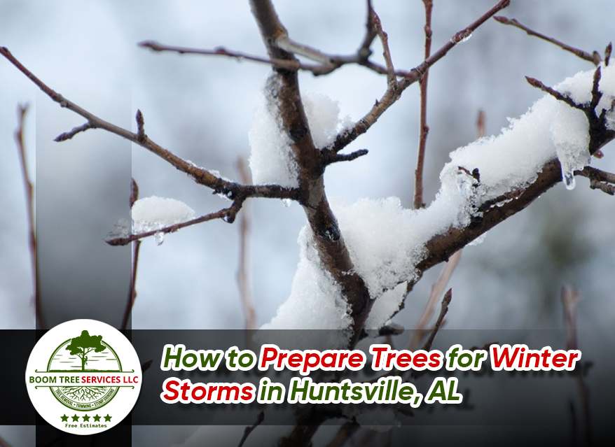 Ice-covered tree branches during a winter storm warning in Huntsville, AL, showcasing frozen tree hazards and storm preparation needs.