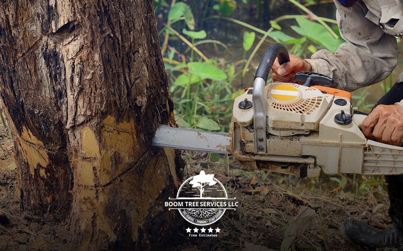 A homeowner inspecting a tree for hazards before starting a safe tree cutting project.