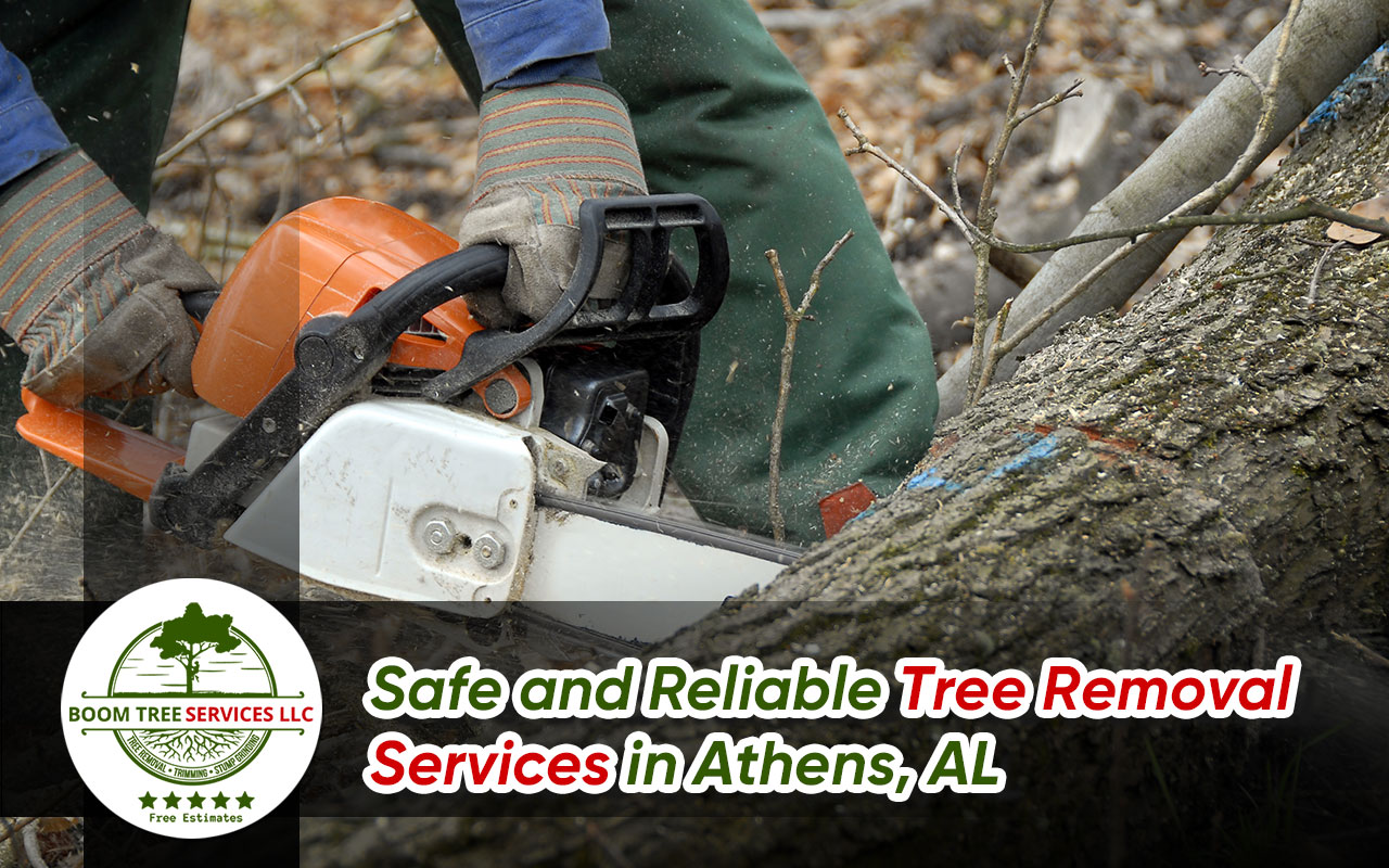 Professional tree removal services in Athens, AL, safely handling hazardous and diseased trees to protect your property.