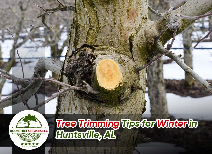 Essential tree trimming tips for winter in Huntsville, AL, to prevent ice damage and ensure tree health.