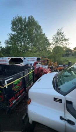 Gallery | Tree removal