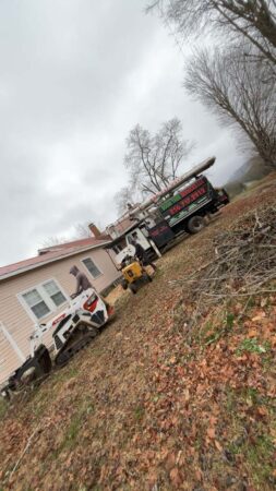 Gallery | Tree removal
