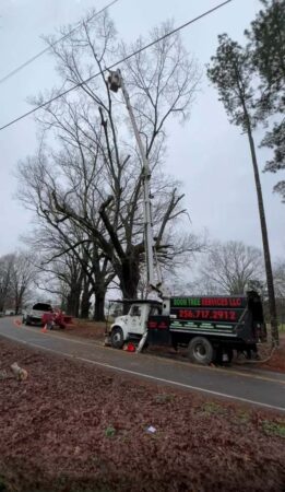 Gallery | Tree removal