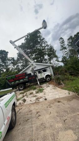 Gallery | Tree removal