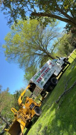 Gallery | Tree trimming