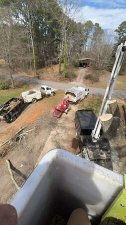 Gallery | Tree removal