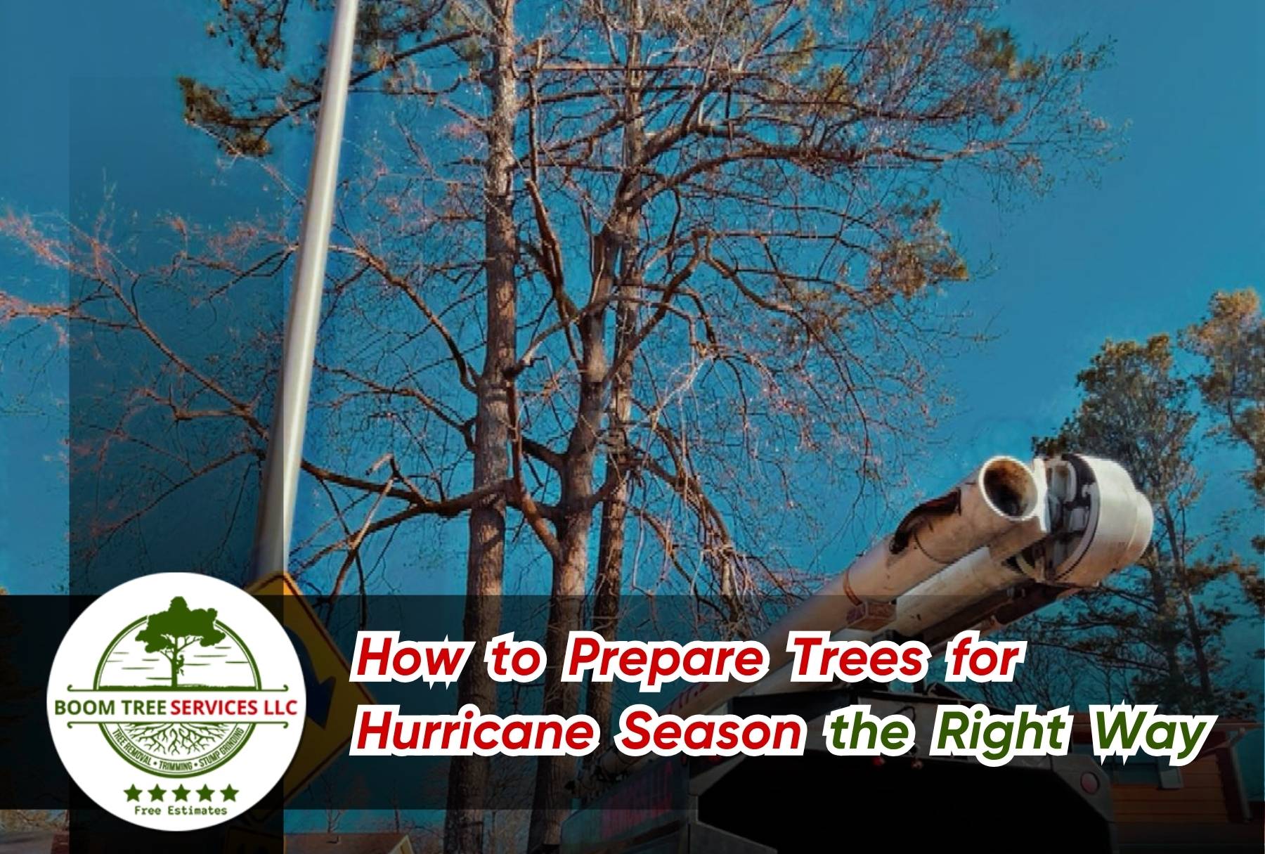 Arborist inspecting a tree in Huntsville before hurricane season