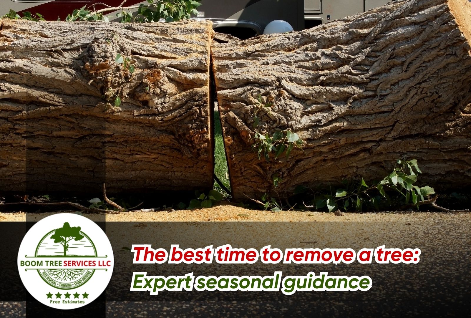 Best time to remove a tree in spring season