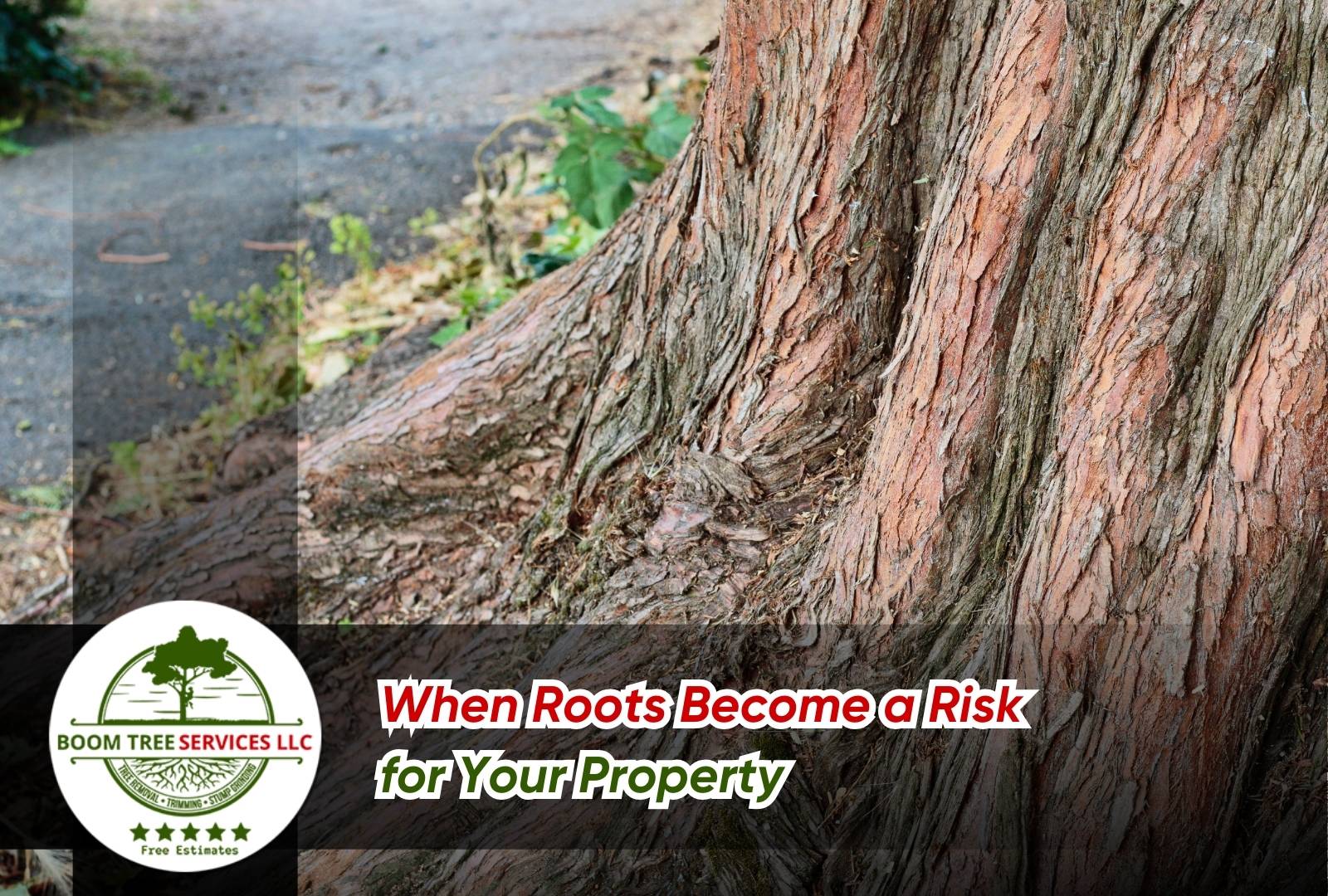 Tree root problems damaging house foundation