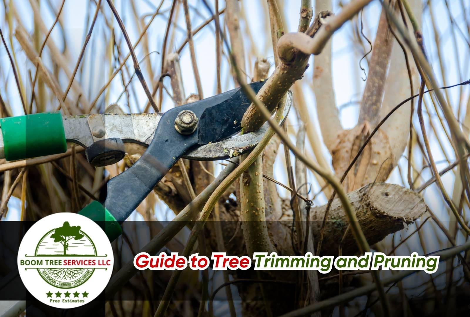 Professional tree trimming and pruning services in action