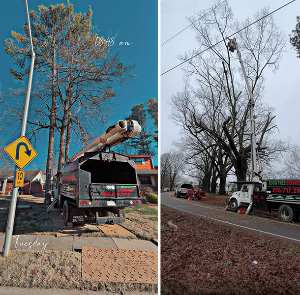 tree-removal-huntsville-al