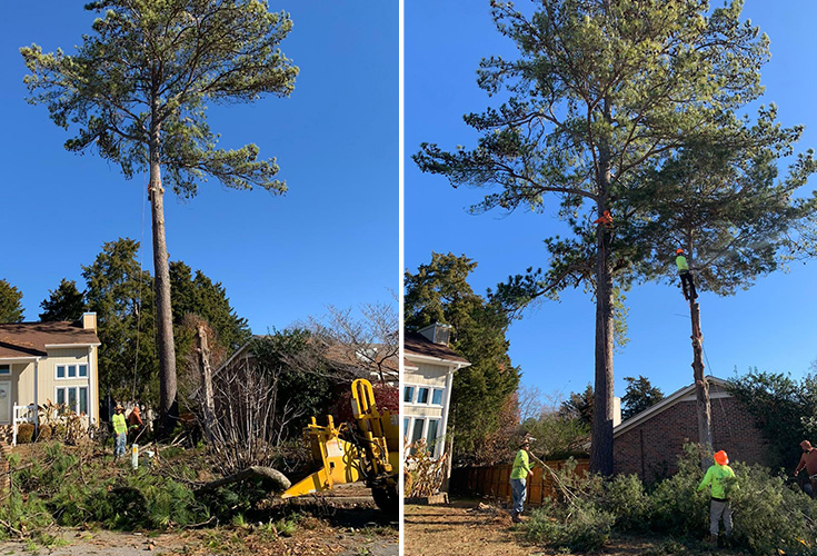Certified arborist trimming tree branches in Huntsville, AL