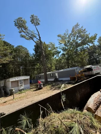 Gallery | Tree removal