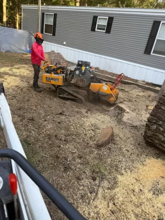 Gallery | Tree removal | Stump Grinding