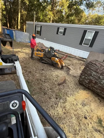 Gallery | Tree removal | Stump Grinding