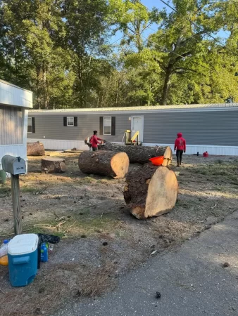 Gallery | Tree removal