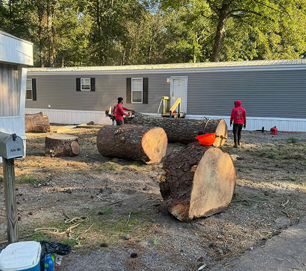 Recently removed tree with large cut logs on the ground, showing professional tree removal work