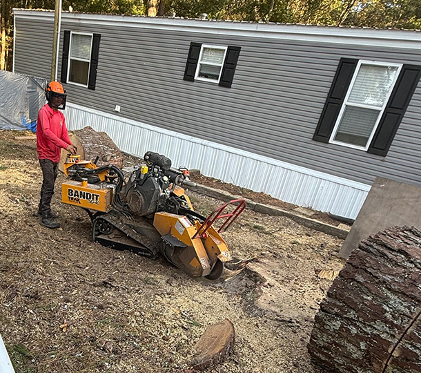 Tree Services - Tree Removal in Athens, AL
