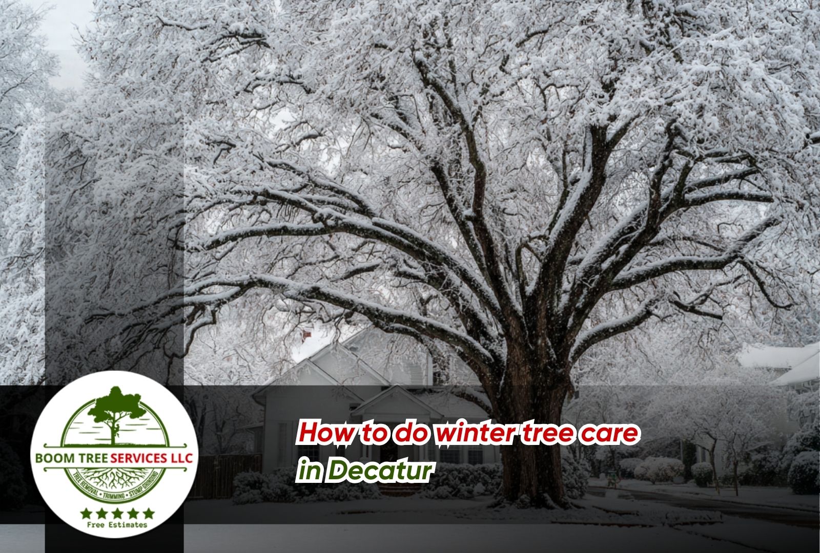 Winter Tree Care in Decatur a backyard shade tree in winter