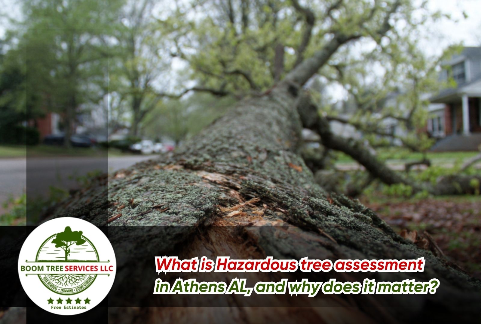 Hazardous tree assessment in Athens AL showing common warning signs