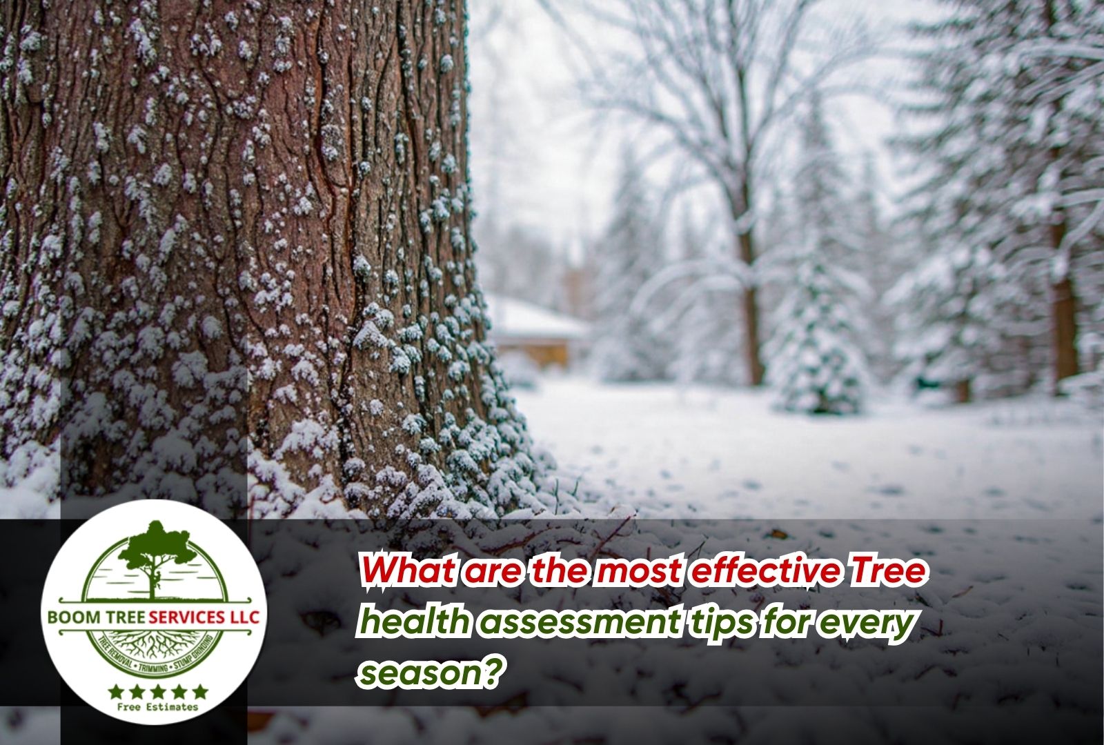 Tree health assessment tips for checking bark cracks in winter
