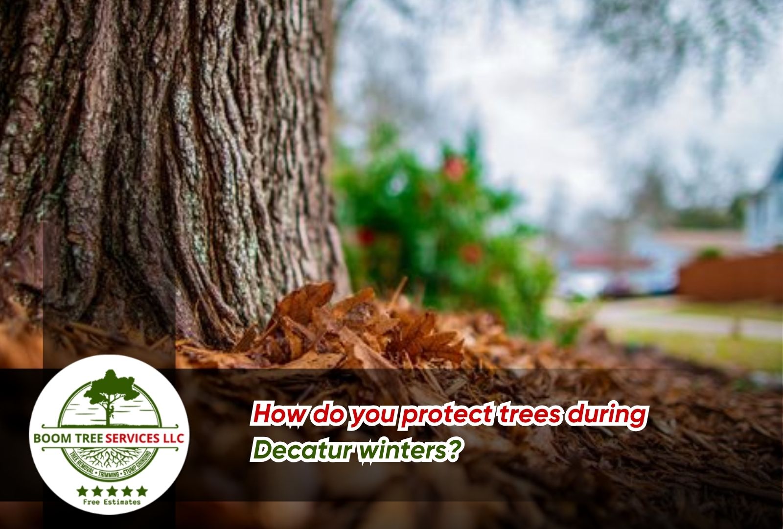 Winter tree care in Decatur AL with proper mulching around tree roots