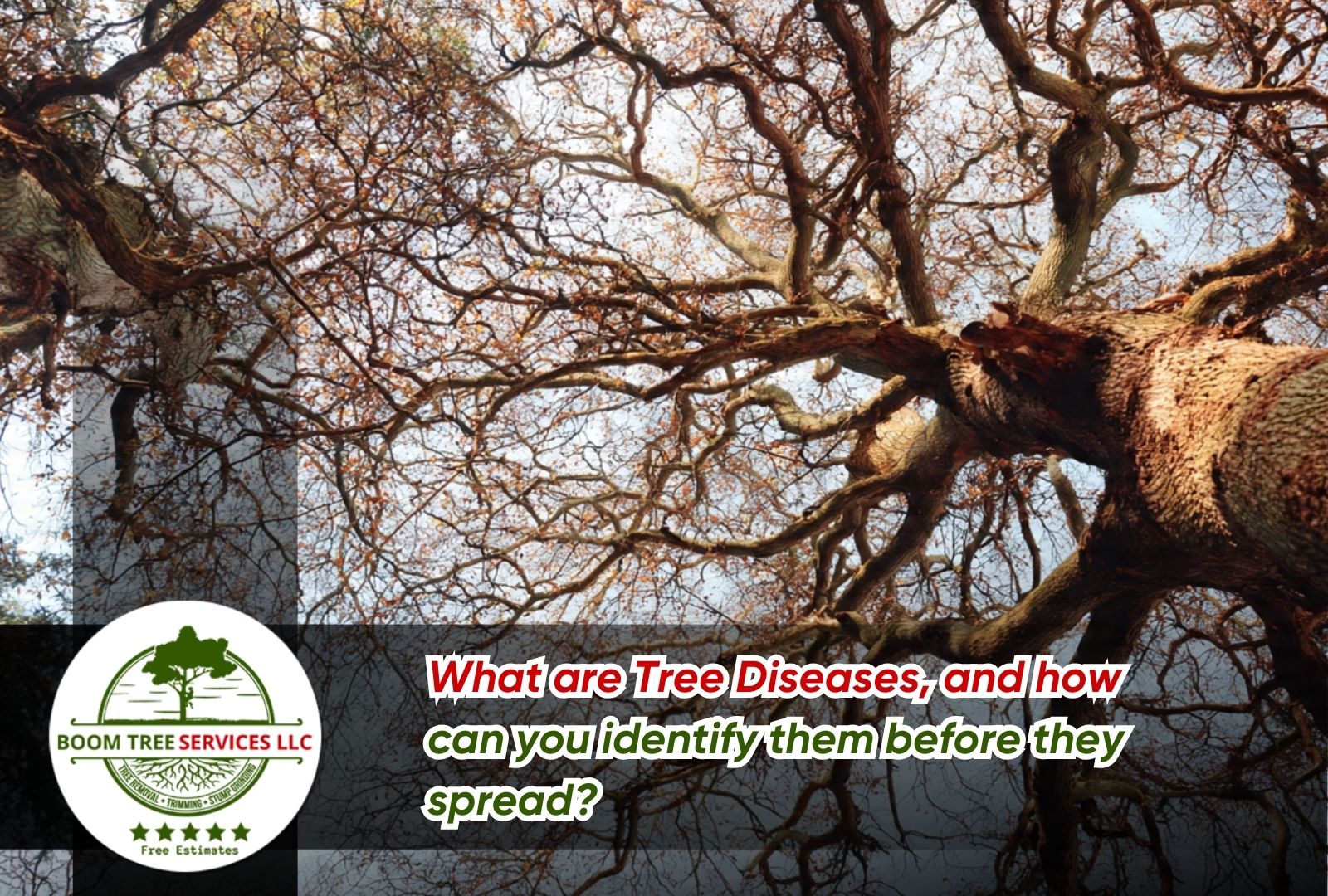 Tree Diseases warning signs in winter canopies