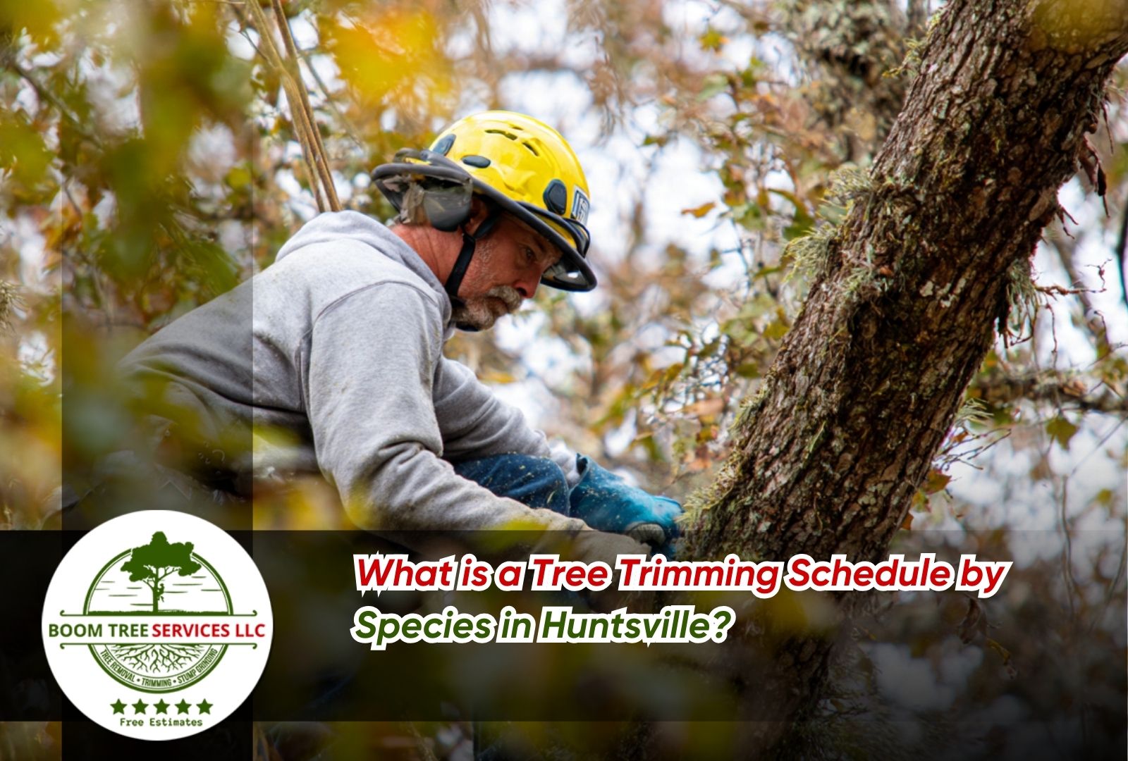 Tree trimming schedule by species in Huntsville for healthier trees
