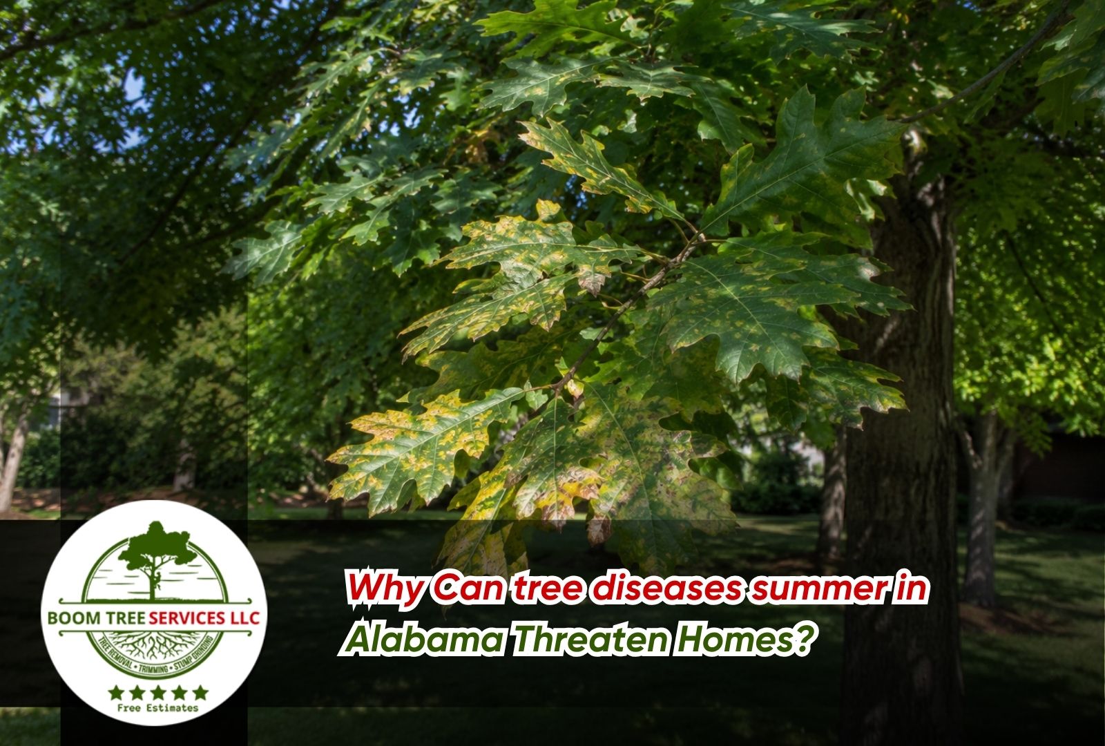 tree diseases summer in Alabama showing oak leaf discoloration