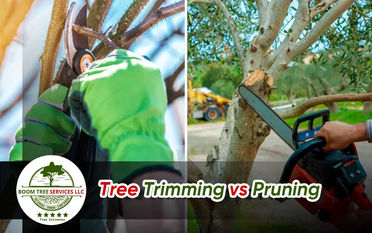 Got trees needing attention? Trim or prune for landscape beauty.