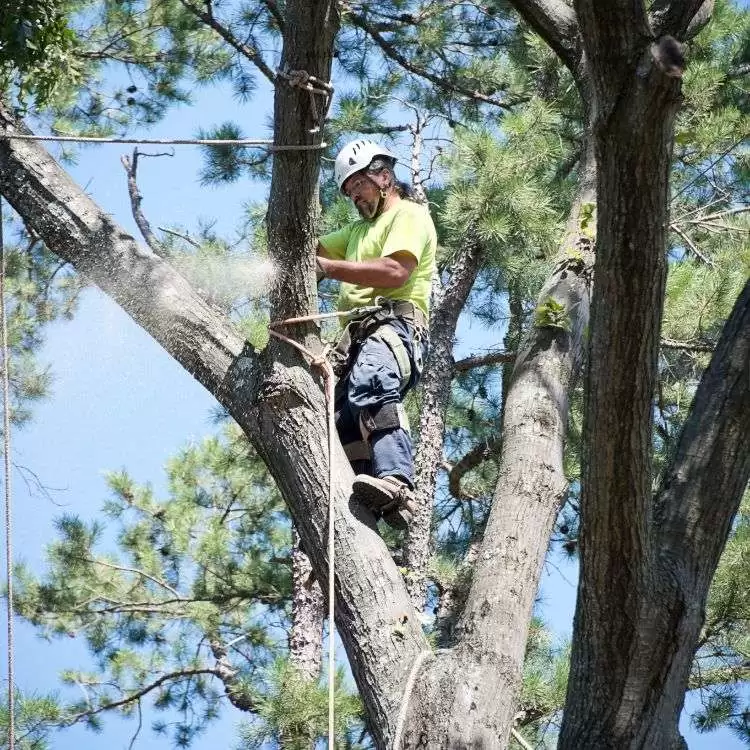 Tree Removal