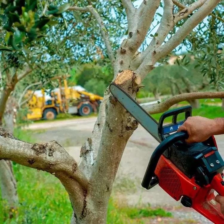 Tree Trimming