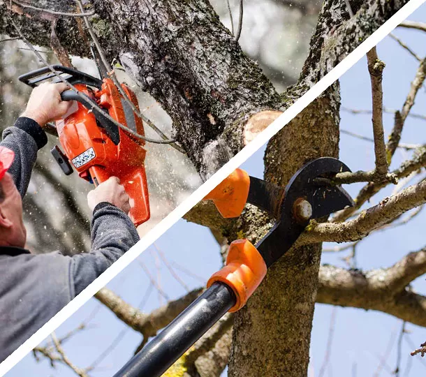 Revitalize Your Landscape with Precision Tree Trimming in Huntsville, AL