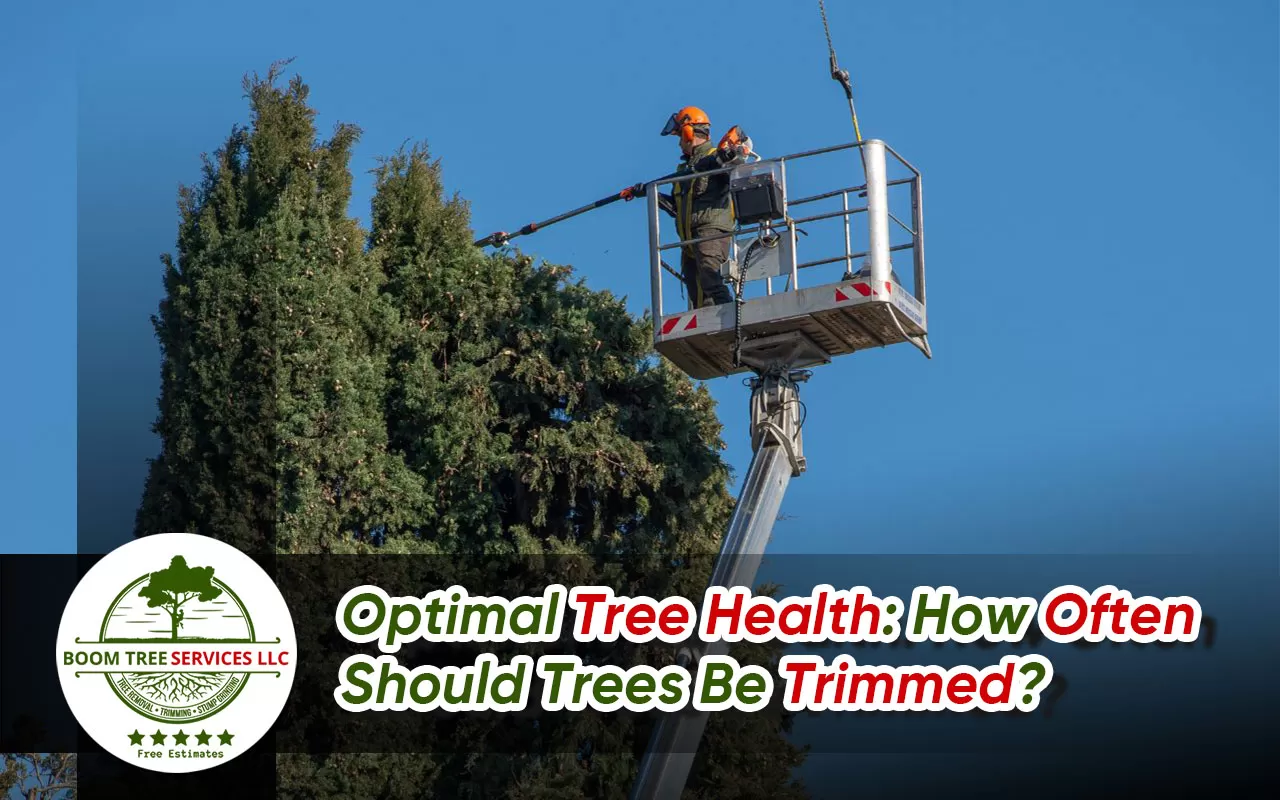 How Often Should Trees Be Trimmed?